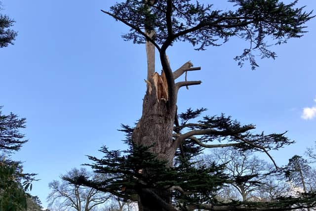 Damage caused by Storm Eunice at Bignor Park - a 200 year old cedar tree. Pictures by Bignor Park SUS-220221-182505003