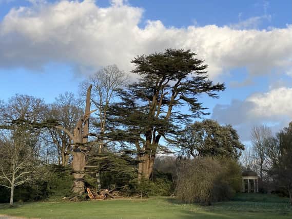 Damage caused by Storm Eunice at Bignor Park - a 200 year old cedar tree. Pictures by Bignor Park SUS-220221-182529003
