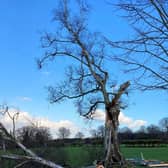 The stricken silver birch after feeling the full force of Storm Eunice at Highfield and Brookham School. SUS-220221-172012001