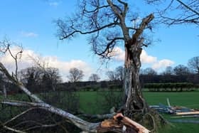 The stricken silver birch after feeling the full force of Storm Eunice at Highfield and Brookham School. SUS-220221-172012001
