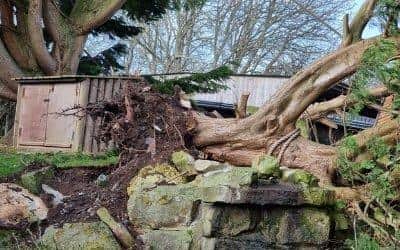 A fallen tree in Drusillas Park SUS-220222-134837001