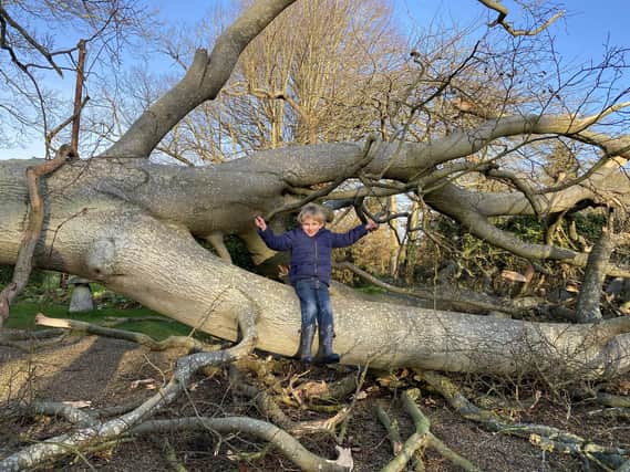 Five year old William Roe-Dale by one of beech trees that were felled by Storm Eunice in Donnington. Pic: Caroline Woodroe SUS-220222-101255001