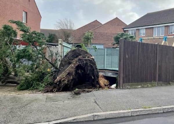 The fallen tree by Kirsty May's house in Hengist Close, Eastbourne SUS-220222-164314001