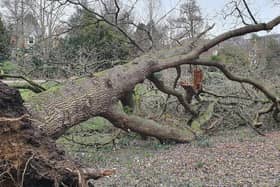 Fallen tree in Alexandra Park SUS-220225-120811001