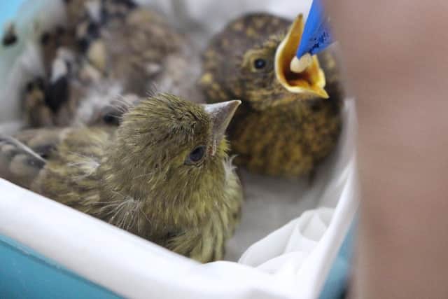 Baby birds at Brent Lodge Wildlife Hospital
