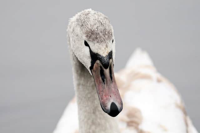 A dog was seen killing a swan in Henfield