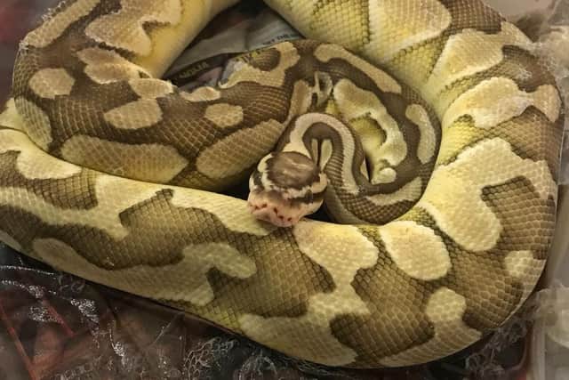 The RSPCA is appealing for information after four snakes were found abandoned in plastic storage boxes that had been stacked up and left beside a road near Horley. Pictures courtesy of the RSPCA