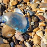 A Portuguese Man-of-War on Pevensey Bay beach. Picture from Samantha Griffiths SUS-220203-134554001