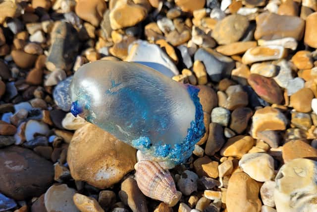 A Portuguese Man-of-War on Pevensey Bay beach. Picture from Samantha Griffiths SUS-220203-134554001