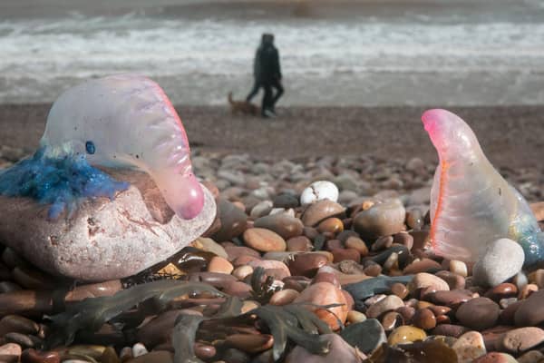 Anyone unfamiliar with the biology of the venomous Portuguese man-of-war would 'likely mistake it for a jellyfish', experts said. (Photo by Matt Cardy/Getty Images)