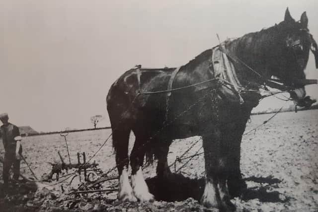 Tom Bonner ploughing on Miss Earwicker's Reigate Farm in the 1920s, using tackle that would have been repaired at Sidlesham forge