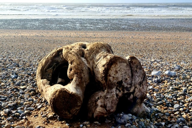 Tree stump washed up at Cuckmere Haven by Storm Eunice, taken by Stella Lockyer. SUS-220203-143042001
