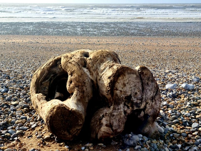 Tree stump washed up at Cuckmere Haven by Storm Eunice, taken by Stella Lockyer. SUS-220203-143042001