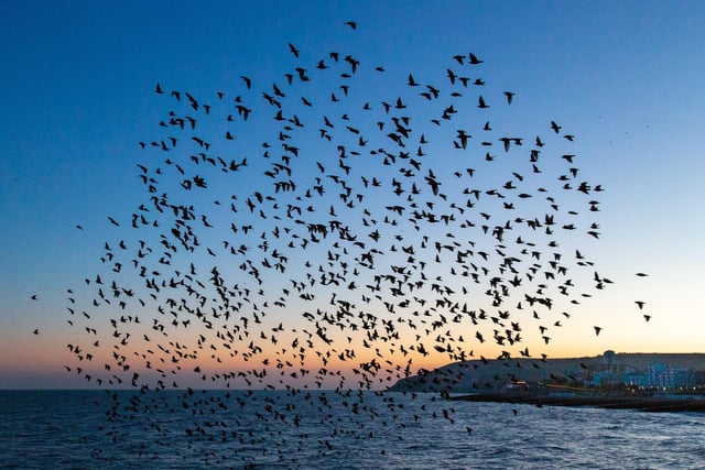 Starling murmuration at Eastbourne Pier, taken against the background of Beachy Head. Taken by Barry Davis with a Canon 5d. SUS-220203-144449001
