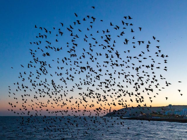 Starling murmuration at Eastbourne Pier, taken against the background of Beachy Head. Taken by Barry Davis with a Canon 5d. SUS-220203-144449001