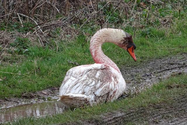 One of the injured swans at Chichester Golf Club SUS-220603-120923001