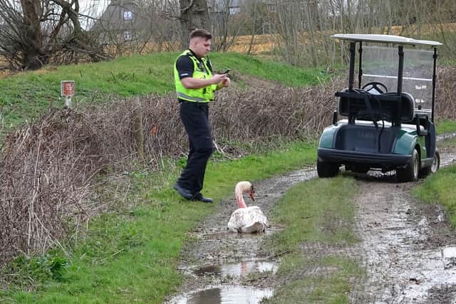 One of the injured swans at Chichester Golf Club SUS-220603-120729001