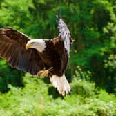 People in Pulborough have reported sightings of White-tailed Eagles