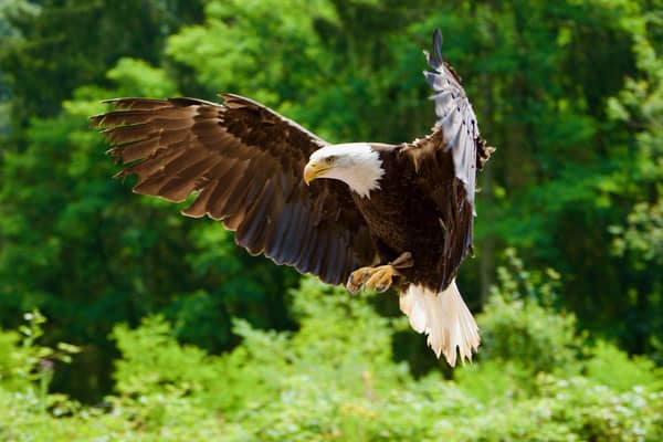 People in Pulborough have reported sightings of White-tailed Eagles