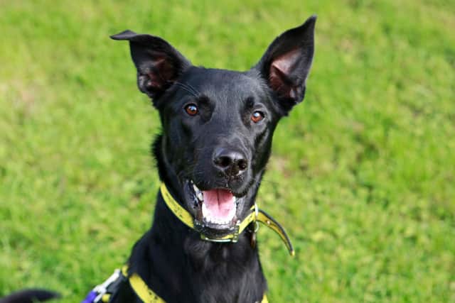 Bailey, a dog at Dogs Trust Shoreham, is looking for a new home.