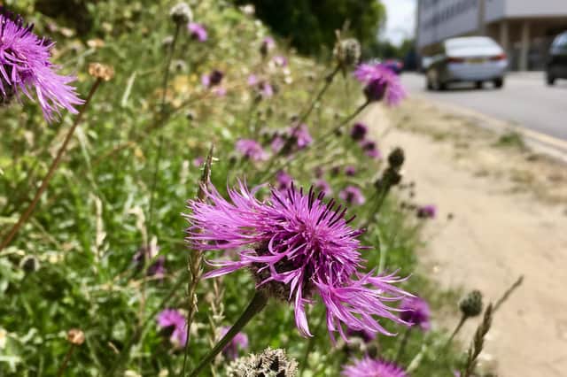 A roadside meadow in Staines. Photograph: Matt Phelps