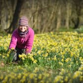 Millennium Avenue, in the grounds of Arlington Bluebell Walk and Farm Trails, is covered with daffodils. 7/3/22Emma Reece, head gardener SUS-220703-120108001