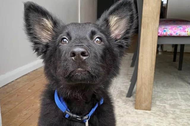 Jacob Heneke and Leah Barrett posted the plea on GoFundMe after their puppy was diagnosed with Craniomandibular Osteopathy. The disease means that Frank, a seven month old German shepherd, has a jaw that is constantly ‘self-destroying’ itself. SUS-220803-145911001