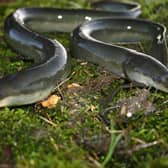 European eels face more than double the number of barriers as had previously been recorded when travelling along the River Mole and its tributary rivers, a pilot conservation project has found. Picture by Darryl Clifton-Day