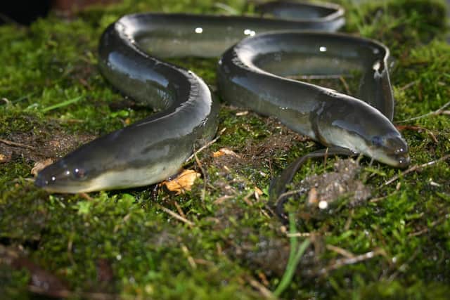 European eels face more than double the number of barriers as had previously been recorded when travelling along the River Mole and its tributary rivers, a pilot conservation project has found. Picture by Darryl Clifton-Day
