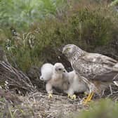 Hen harrier Circus cyaneus, adult female at nest site with chicks, Sutherland, Scotland, July.