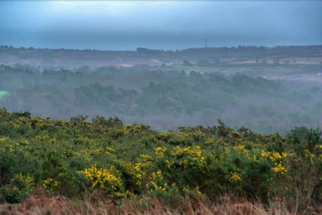 Scenic views of Ashdown Forest. By Peter Cripps