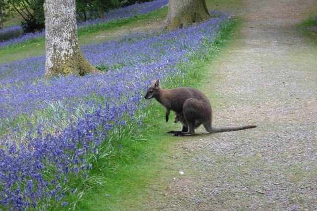 A wallaby in Leonardslee Gardens. Picture courtesy of Leonardslee Gardens