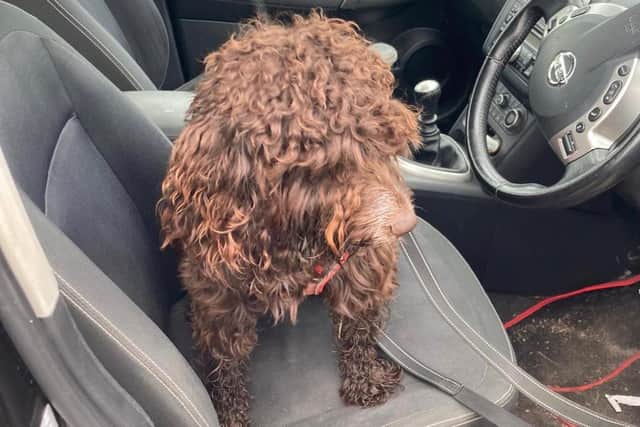 Moose sitting in the car after the ordeal. Picture courtesy of Bognor Fire Station