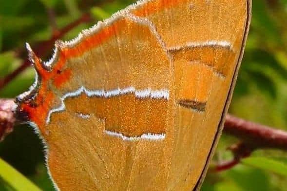 Picture of Brown Hairstreak butterfly
