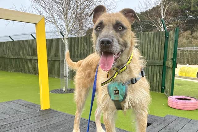 Tula, a dog at Dogs Trust Shoreham, is looking for a home.