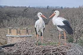 White stork pair nesting at Knepp Castle, West Grinstead