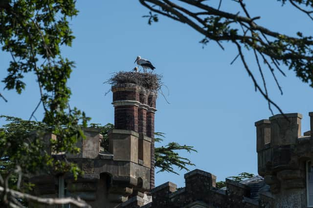 White stork and chick on their Knepp Castle next. Photo: Charlie Burrell