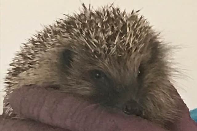 The national Hedgehog Street campaign says one of the main reasons hedgehogs are declining in Britain is that fences and walls are becoming more and more secure
