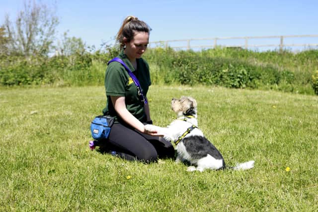 Dogs Trust finds new homes for thousands of dogs every year