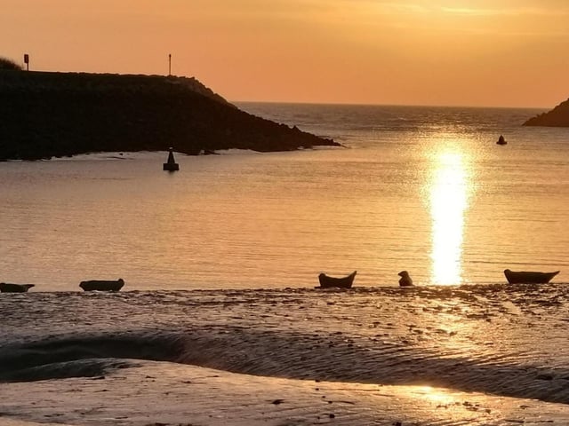 Five seals greet the sunset at Sovereign Harbour. Picture taken by Lynette Baldwin. SUS-220316-102611001