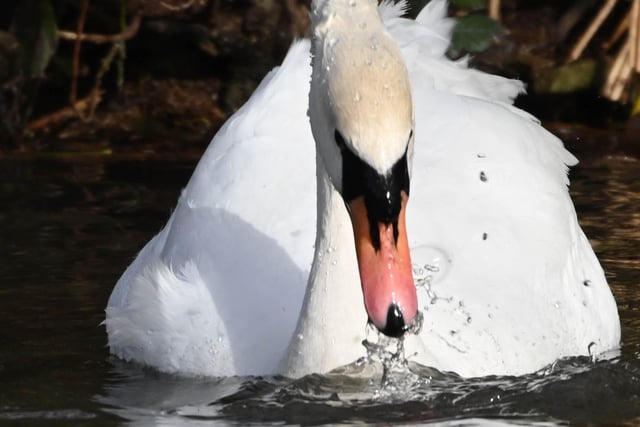 Swan at Hampden Park, taken by  Derek A Briggs with Nikon Z camera. SUS-220316-104322001