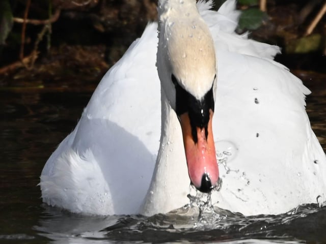 Swan at Hampden Park, taken by Derek A Briggs with Nikon Z camera. SUS-220316-104322001