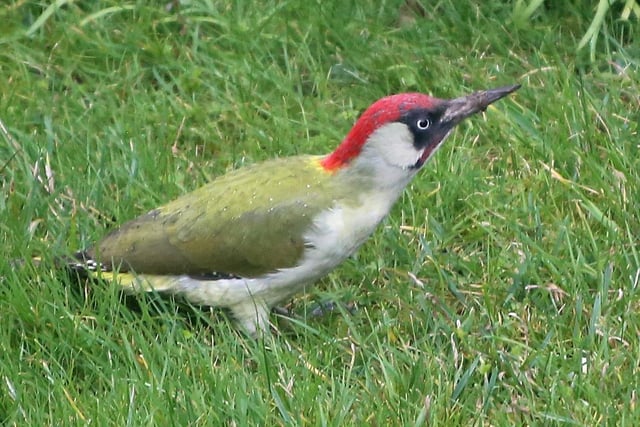 "A rare visitor to our garden in Hampden Park," said Norman Brown, who snapped this green woodpecker with a Canon 6D. SUS-220316-104929001