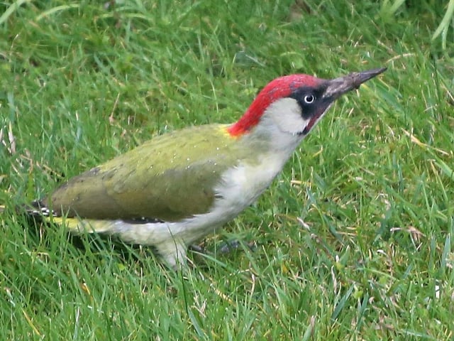 "A rare visitor to our garden in Hampden Park," said Norman Brown, who snapped this green woodpecker with a Canon 6D. SUS-220316-104929001