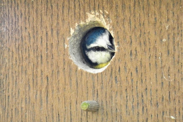 A blue tit carrying out an inspection of a nest box, taken by Rob Torre. SUS-220316-105531001
