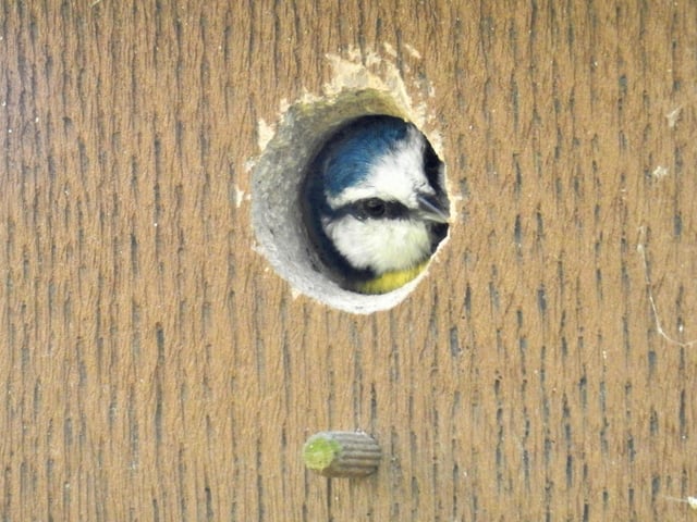 A blue tit carrying out an inspection of a nest box, taken by Rob Torre. SUS-220316-105531001