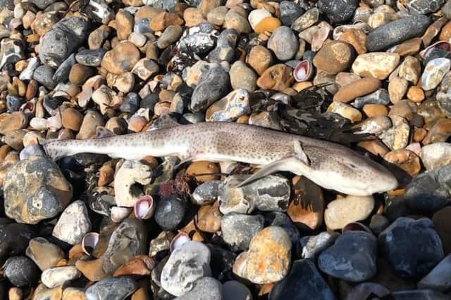 Unconfirmed sighting of spotted catshark found on Worthing beach