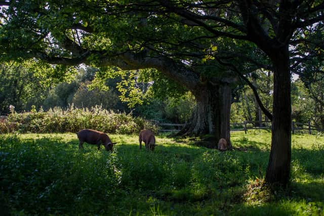 Tamworth pigs on the Knepp Estate at West Grinstead. Photo: Charlie Burrell
