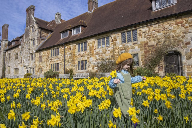 The arrival of spring has been marked by a bumper display of daffodils at Michelham Priory House and Gardens in Upper Dicker near Hailsham. More than 80,000 of the flowers in 18 varieties are bursting into bloom throughout the heritage site’s grounds. For more information, please visit https://sussexpast.co.uk/ Picture by Brighton Pictures SUS-220322-124733001