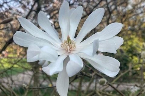 White star magnolia, taken on an iPhone by Karen Bailey. SUS-220323-154644001